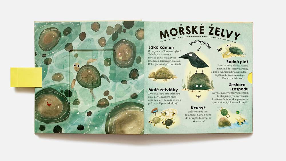 picture book spread about tortoise
